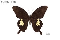 藏品(大白紋鳳蝶)的圖片